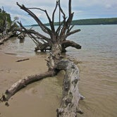 down on the beach- cool drift wood abounds!