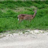 Review photo of Woodenfrog Campground by Rico R., June 15, 2019