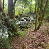 Review photo of Elkmont Campground — Great Smoky Mountains National Park by Nate H., June 15, 2019