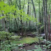 Review photo of Elkmont Campground — Great Smoky Mountains National Park by Nate H., June 15, 2019