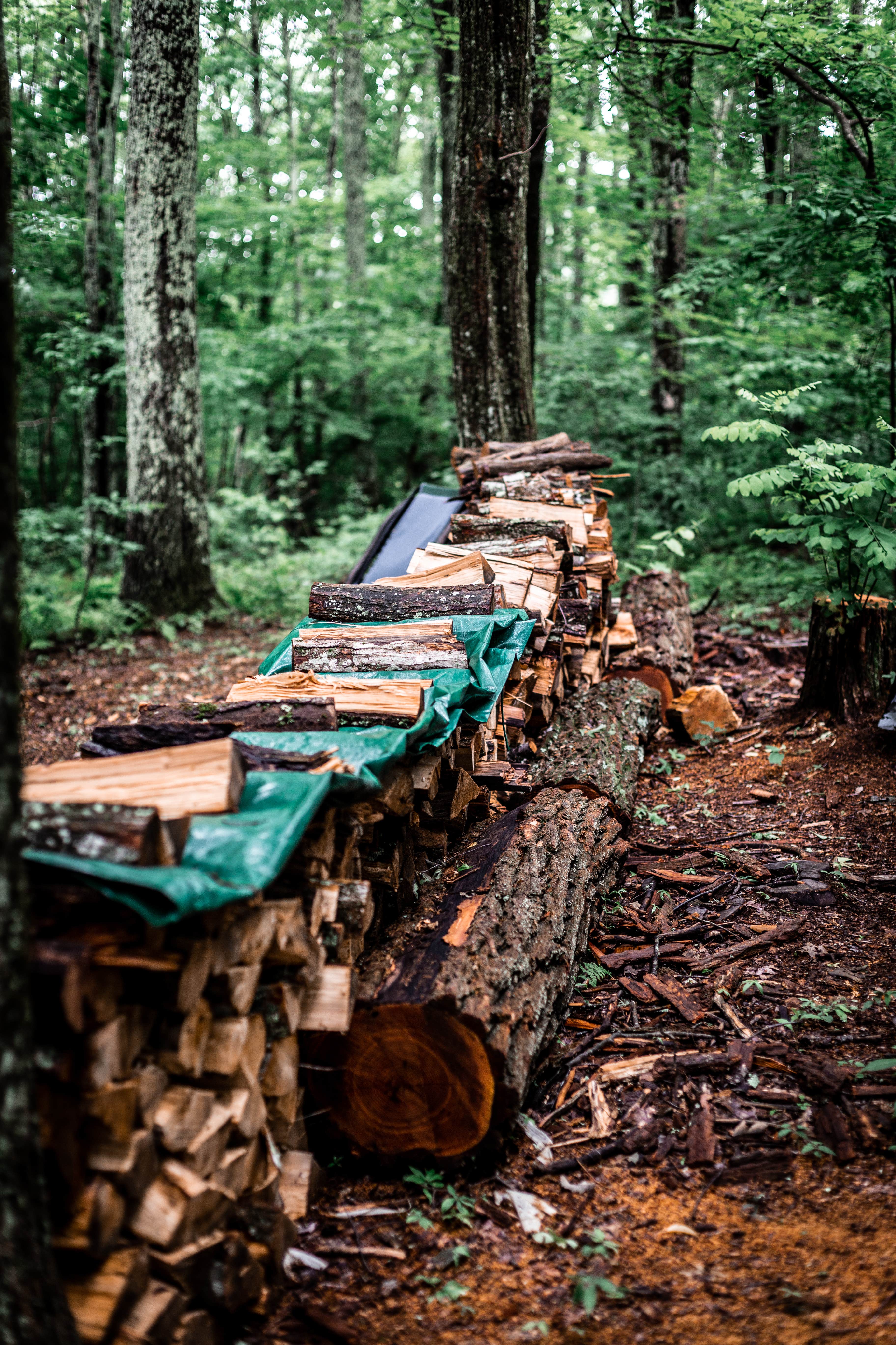 Camper-submitted photo at Greenheart Forest near Marshall, NC