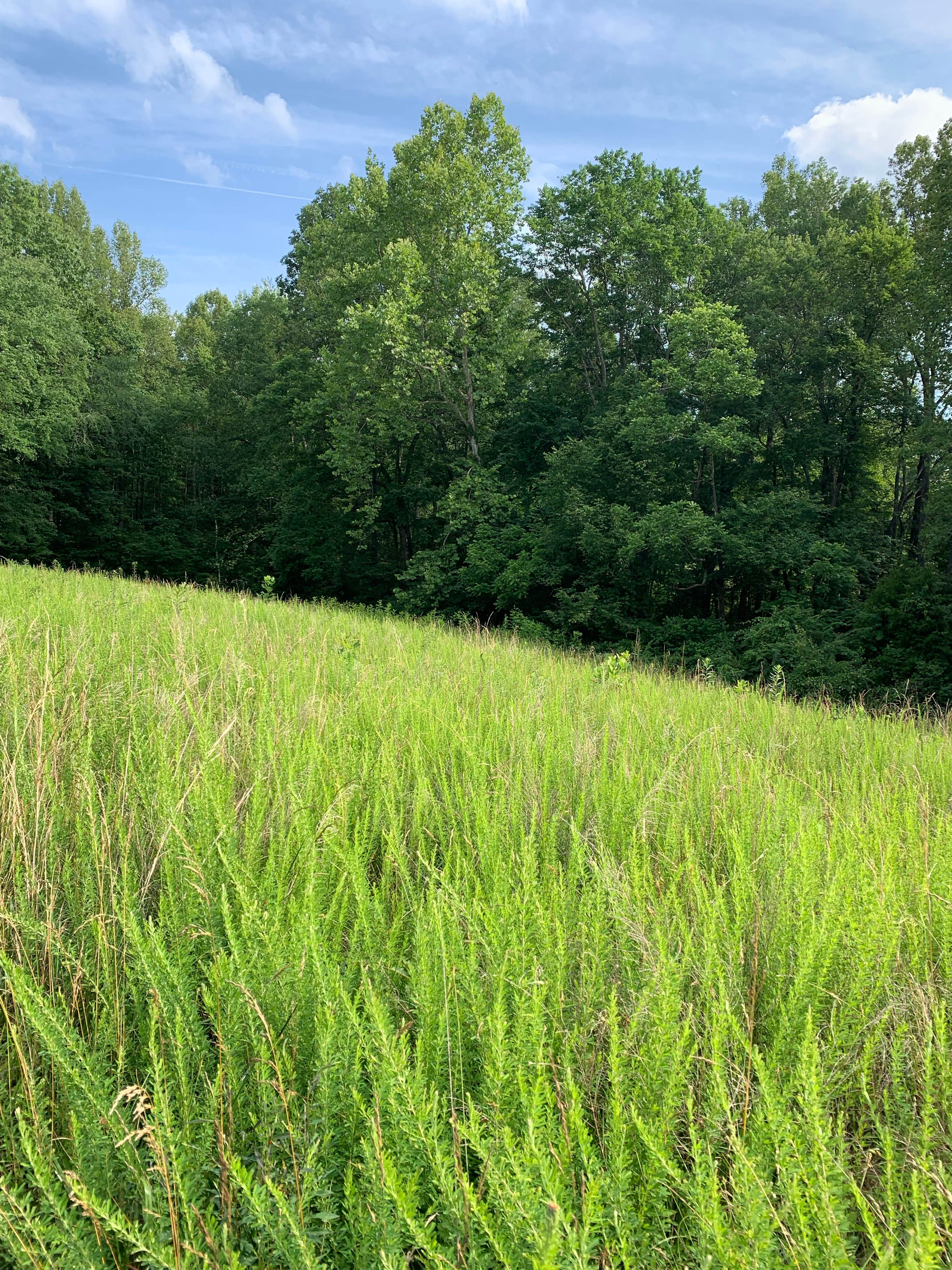 Belle and Beau Acres