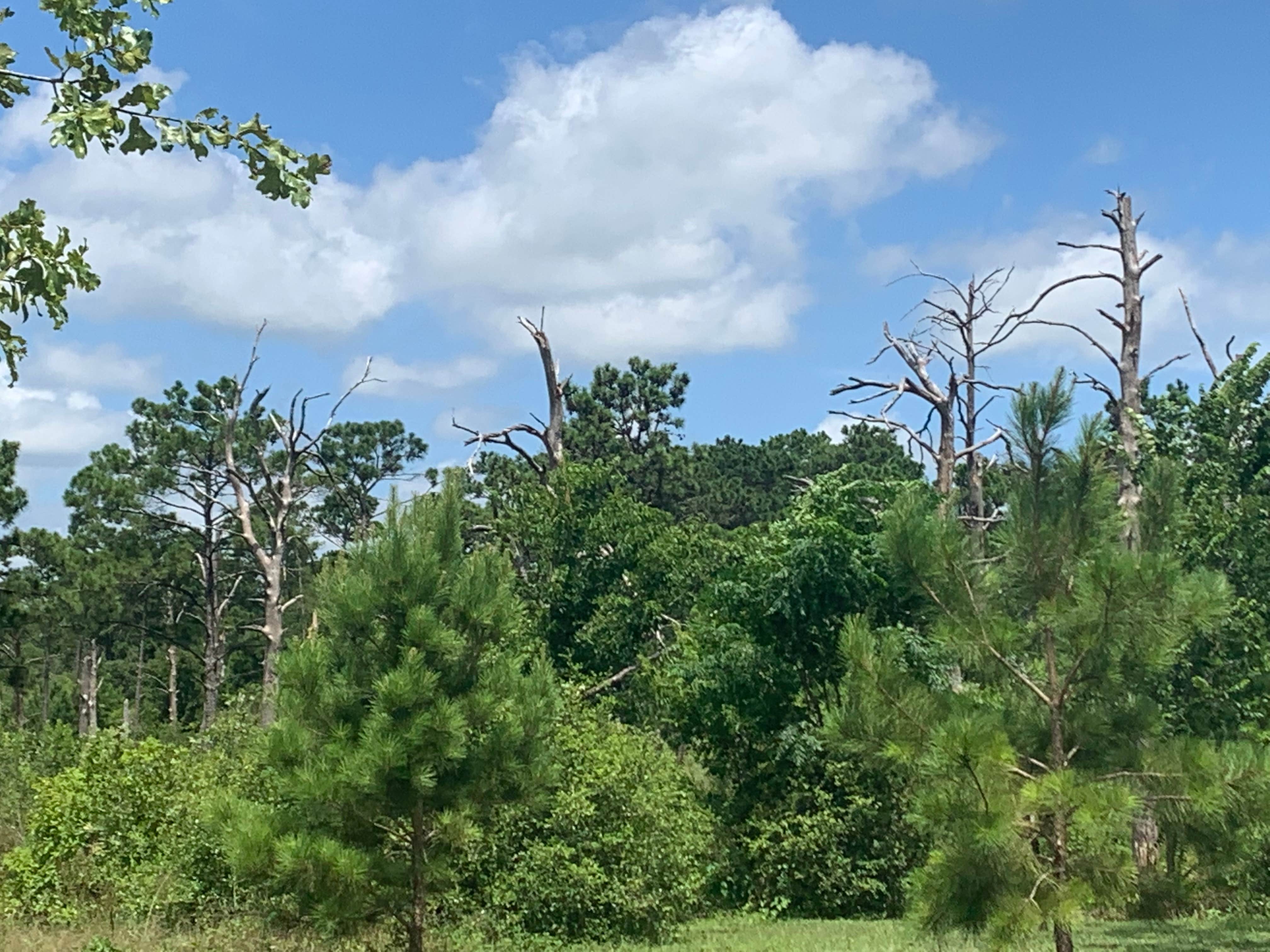 Camper-submitted photo at Bastrop State Park Campground near Elgin, TX