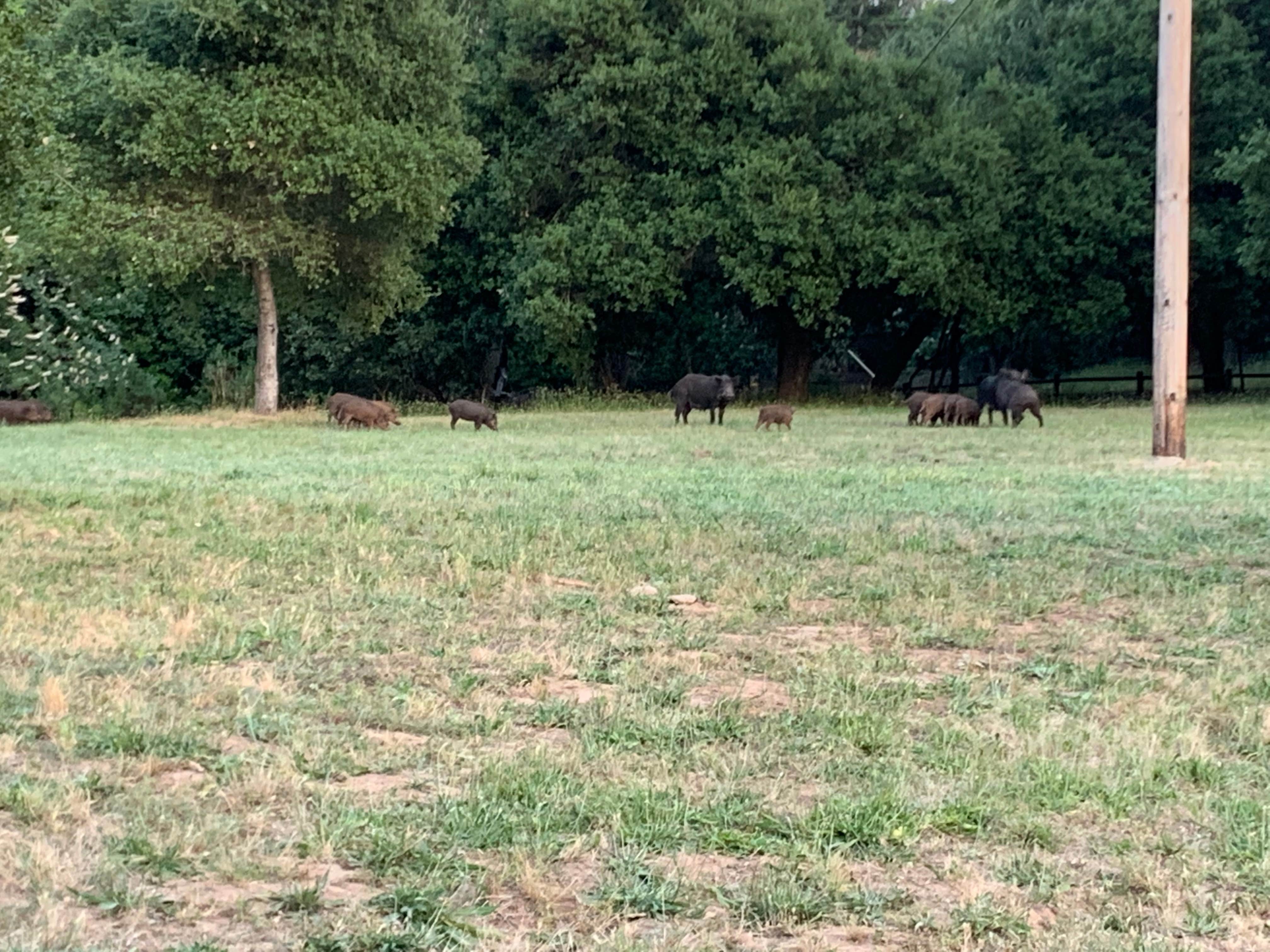 Camper submitted image from Coyote Lake Harvey Bear Ranch County Park - 2