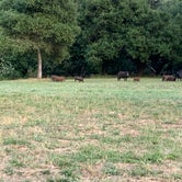 Review photo of Coyote Lake Harvey Bear Ranch County Park by Josh M., June 16, 2019