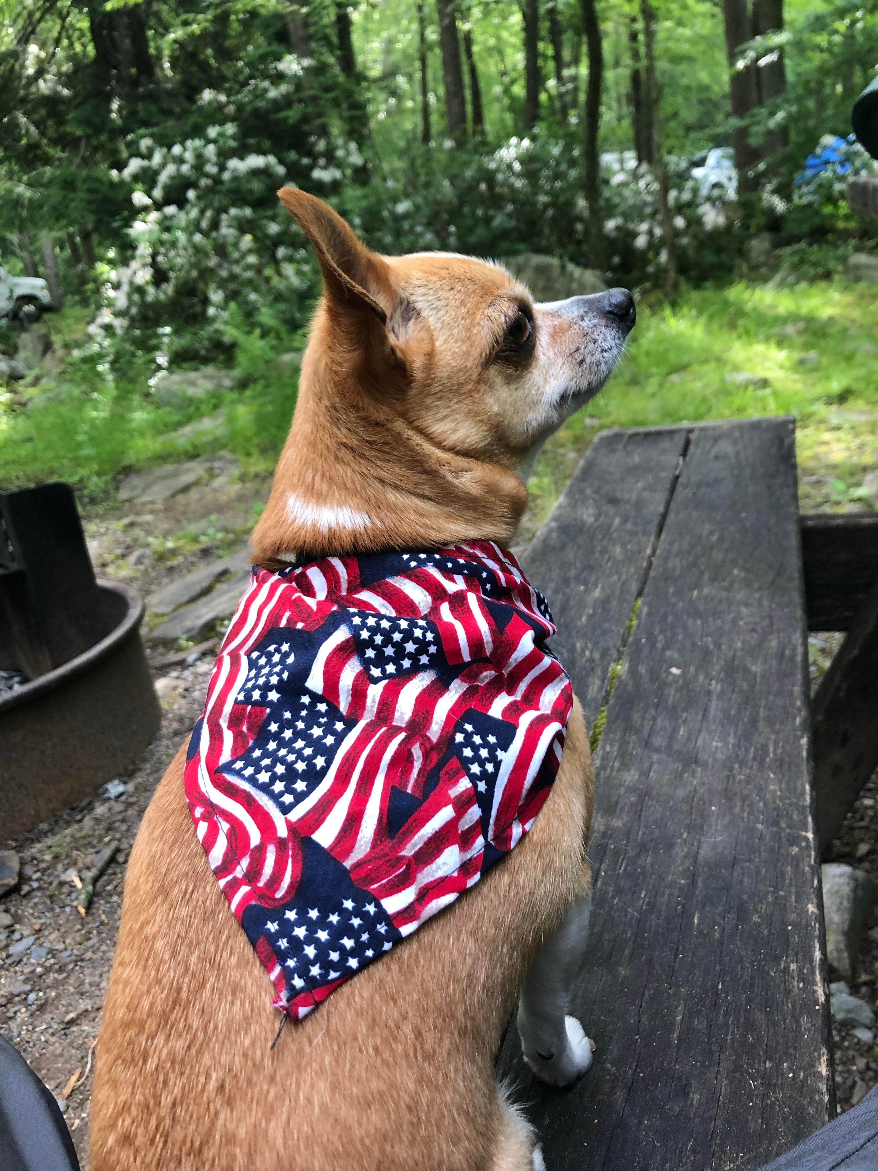 Christa I.'s photo of camping with pets at Hickory Run State Park Campground near Wilkes-Barre, PA
