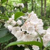 Review photo of Hickory Run State Park Campground by Christa I., June 16, 2019