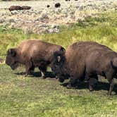 Review photo of Pebble Creek Campground — Yellowstone National Park - CLOSED IN 2024 by Steve & Ashley  G., June 16, 2019