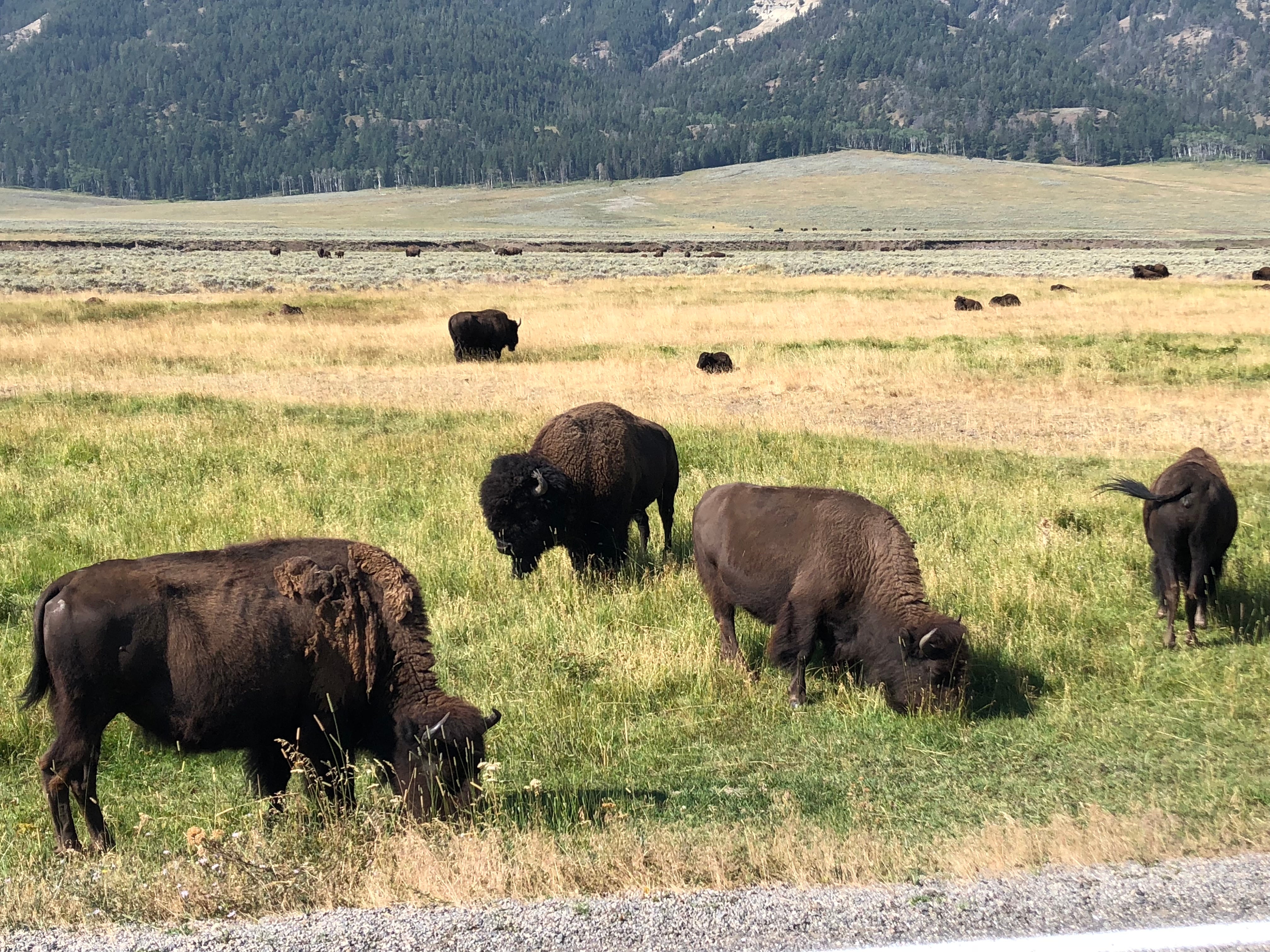 Bison near road