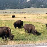 Review photo of Pebble Creek Campground — Yellowstone National Park - CLOSED IN 2024 by Steve & Ashley  G., June 16, 2019