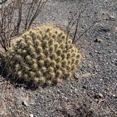 Review photo of Interior Primitive Sites — Big Bend Ranch State Park by Steve & Ashley  G., May 26, 2019