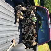 Review photo of Blackwater Falls State Park Campground by David F., June 16, 2019