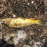 Review photo of Lower Ridge Road — Elephant Butte Lake State Park by Jonathan M., June 16, 2019