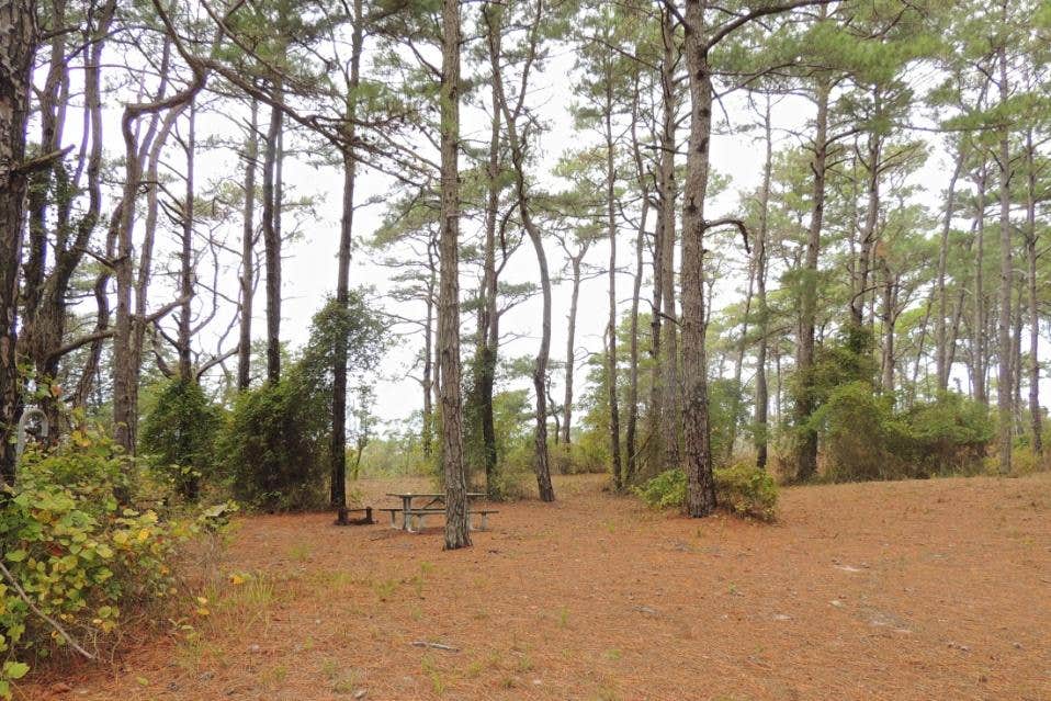Camper submitted image from Pine Tree Backcountry Site — Assateague Island National Seashore - 1