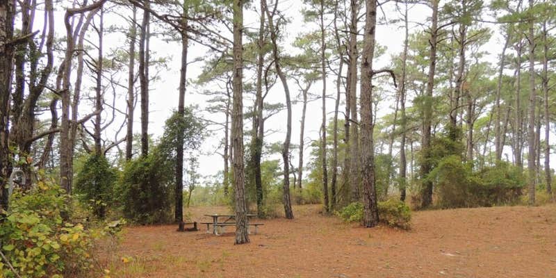 Camper submitted image from Pine Tree Backcountry Site — Assateague Island National Seashore