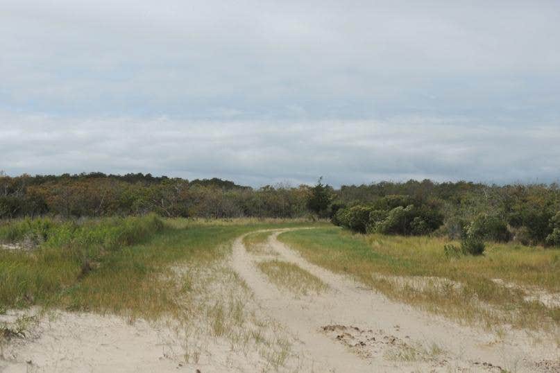 Camper-submitted photo at Pine Tree Backcountry Site — Assateague Island National Seashore near Rehoboth Beach, DE