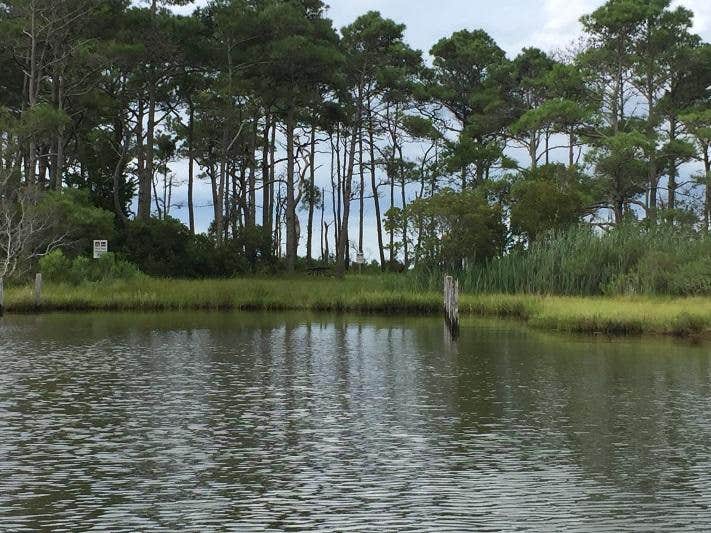 Camper-submitted photo at Pine Tree Backcountry Site — Assateague Island National Seashore near Rehoboth Beach, DE