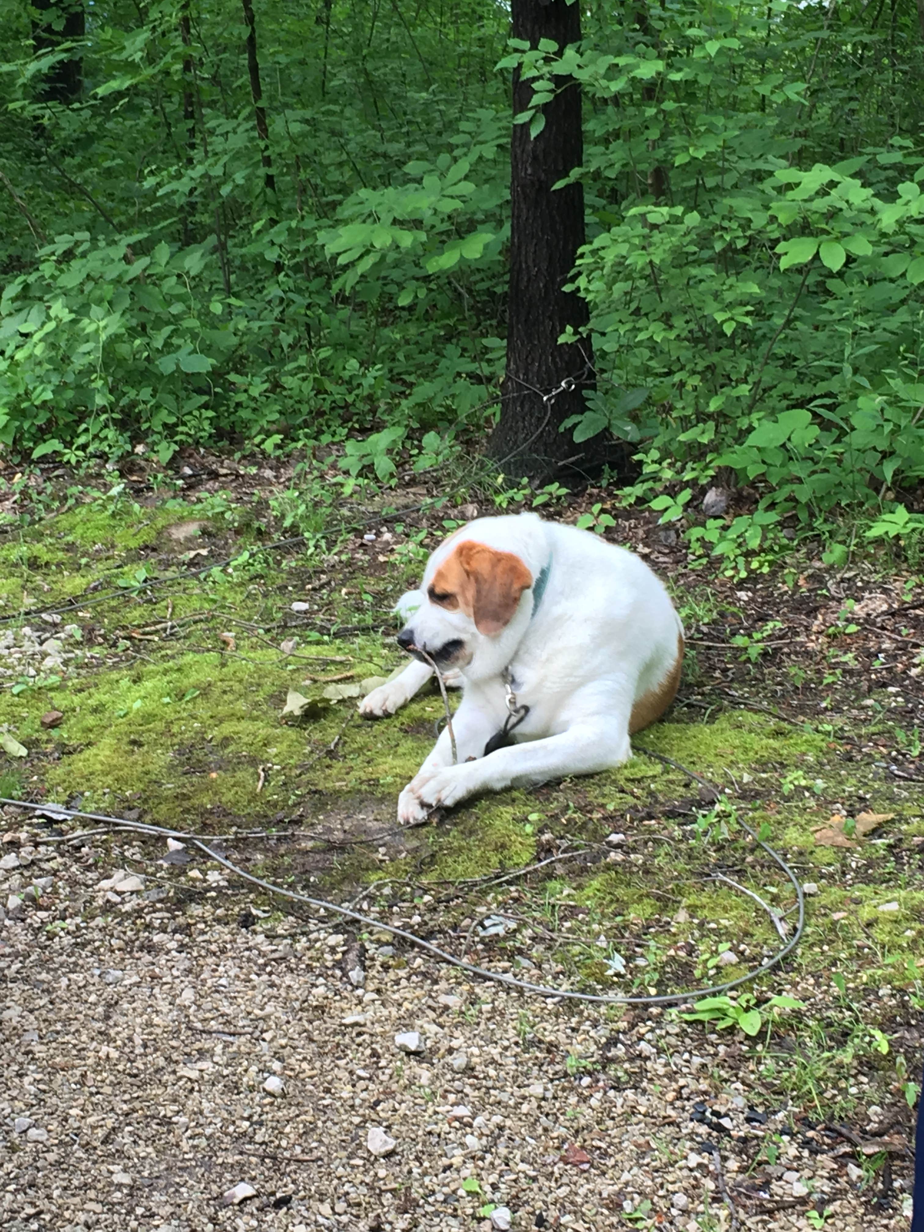 Ginger T.'s photo of camping with pets at Shakamak State Park Campground near Jasonville, IN