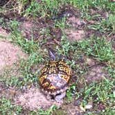 Review photo of Shakamak State Park — Shakamak Prairie Nature Preserve by Ginger T., June 16, 2019