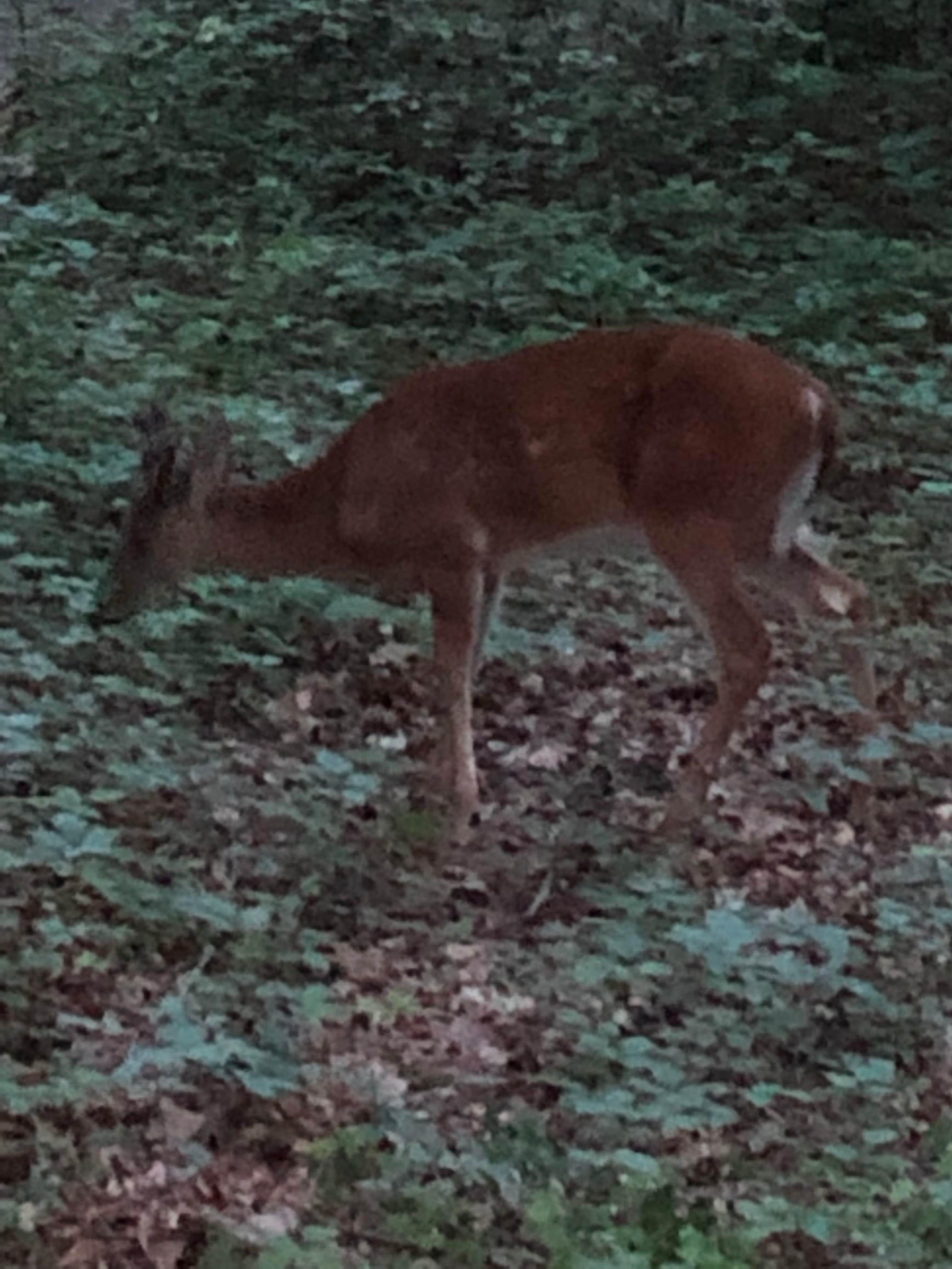 Camper submitted image from Cave Springs (VA) — George Washington & Jefferson National Forest - 3