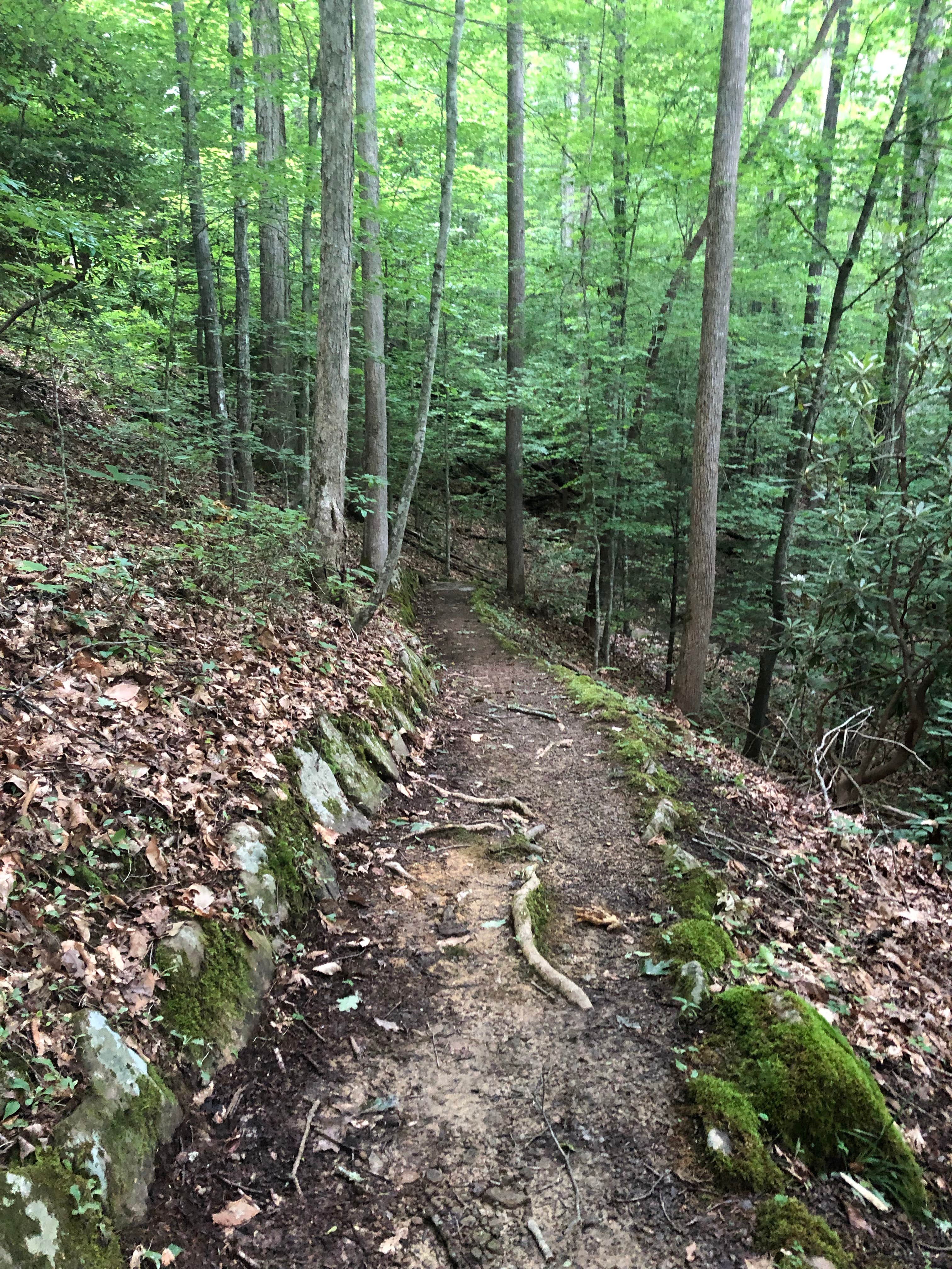 Camper-submitted photo at Cave Springs (VA) — George Washington & Jefferson National Forest near Lynch, KY