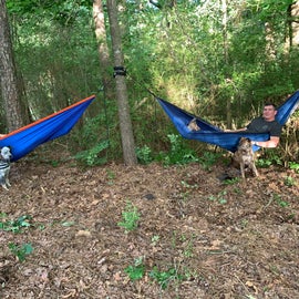 Lots of trees for some hammock time