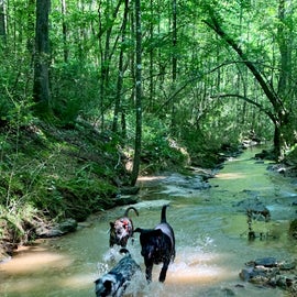 Camp Host Dog named Bear showing our dogs around the creek