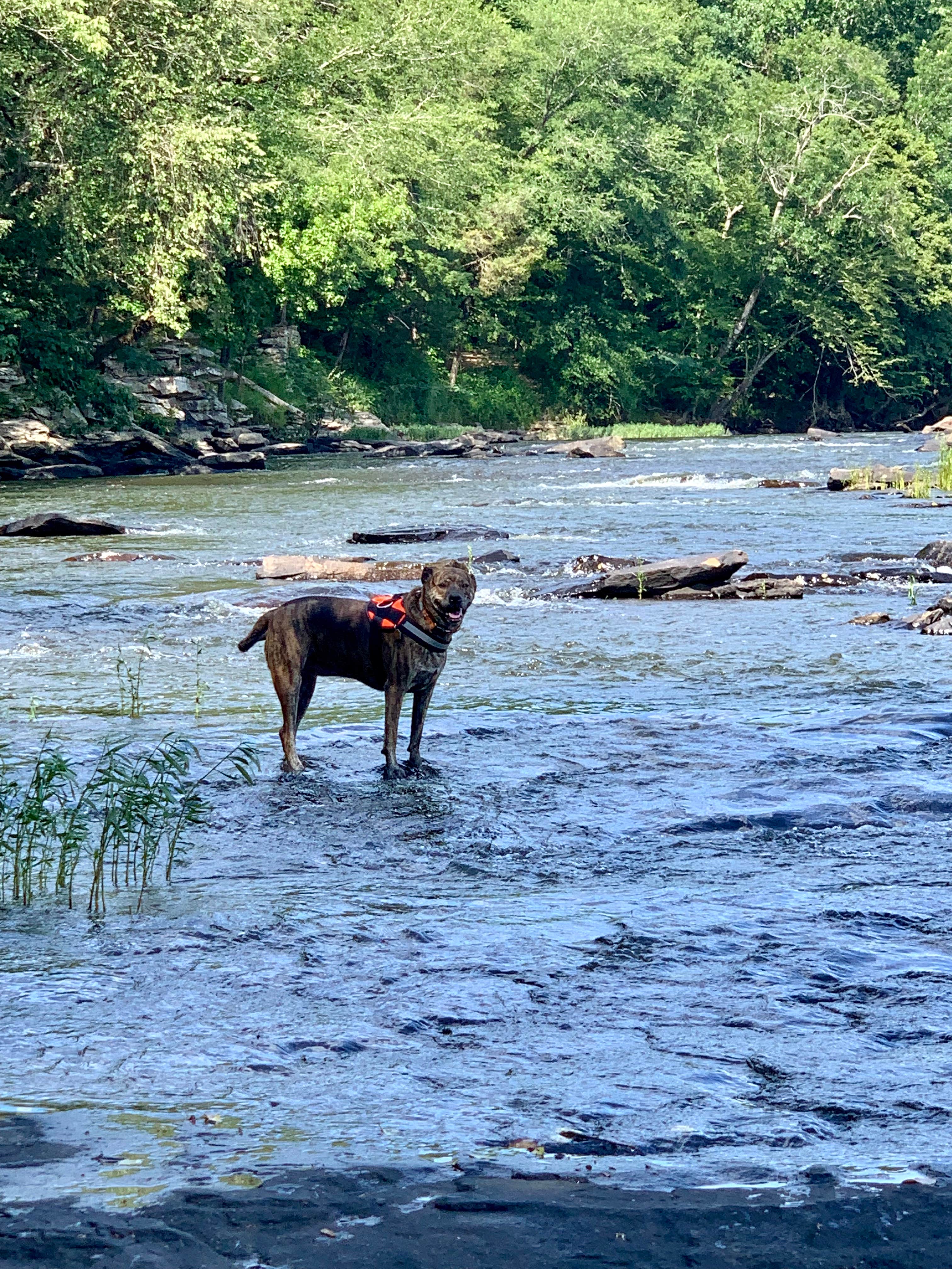 Steve V.'s photo of camping with pets at Tomahawk Campground near Madison, AL