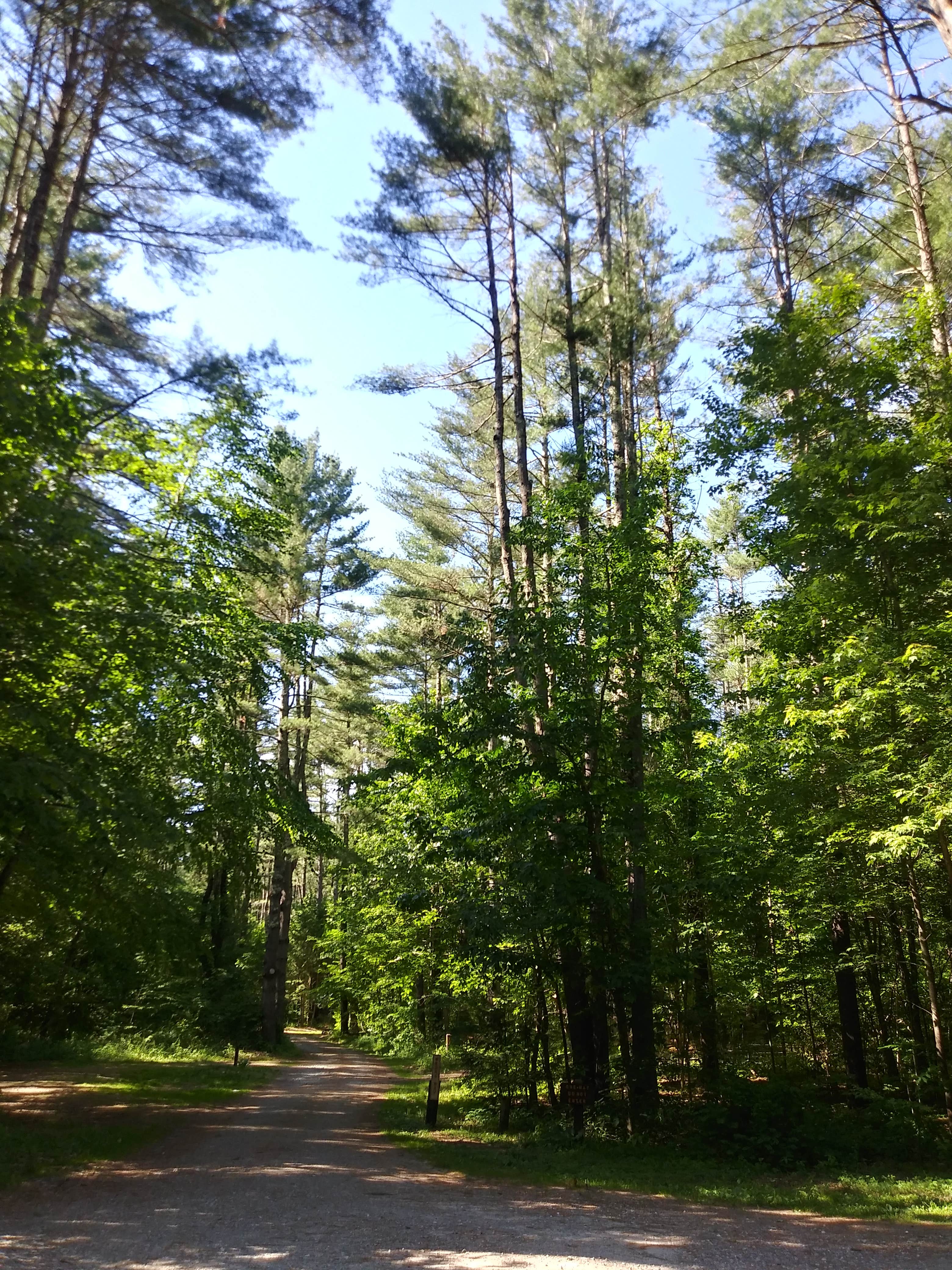 Camper submitted image from Austin Hawes Memorial - American Legion State Forest - 3