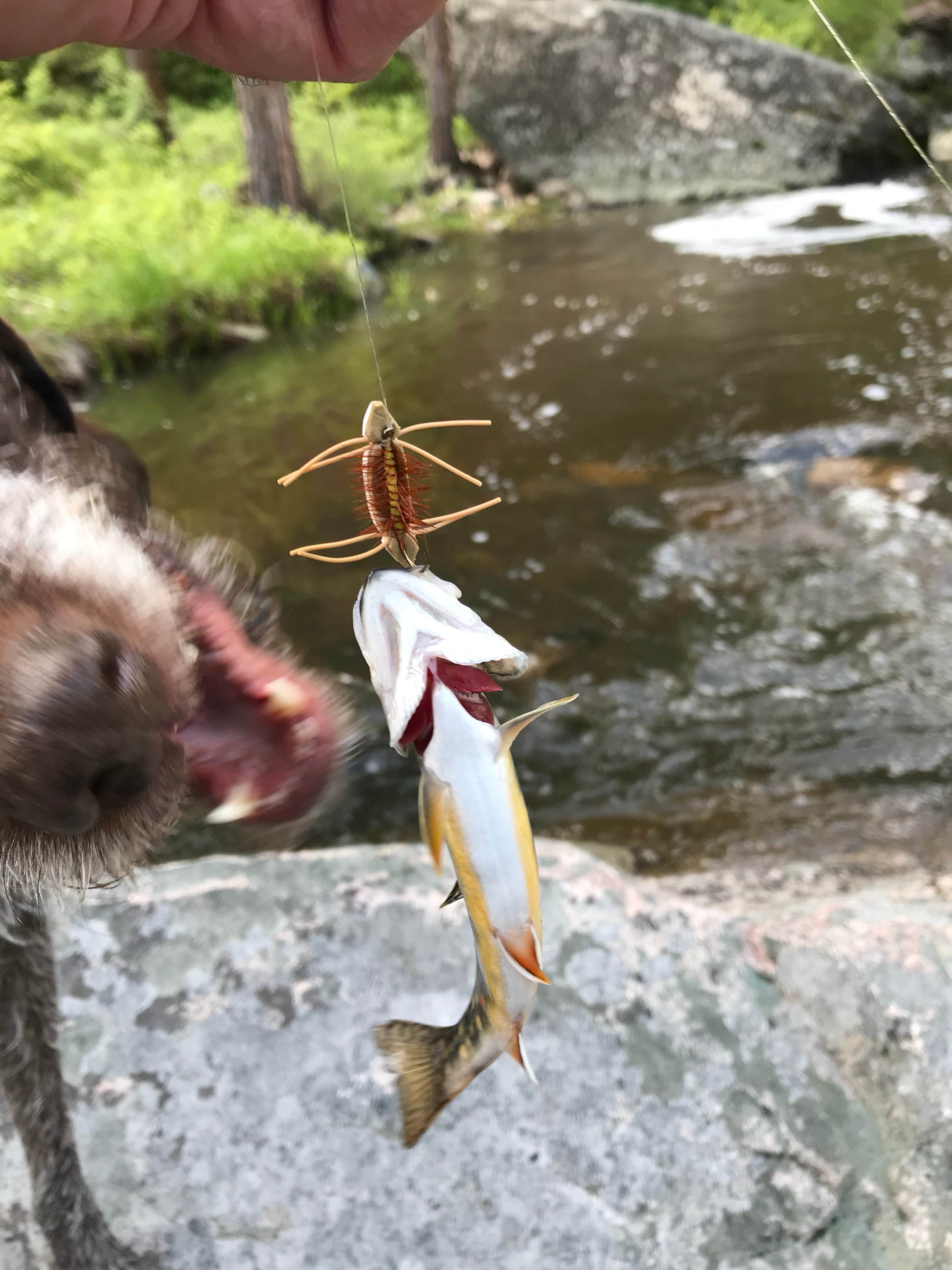 Stephanie T.'s photo of camping with pets at Curtis Gulch Campground — Medicine Bow Routt N Fs & Thunder Basin Ng near Wheatland, WY