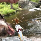 Review photo of Curtis Gulch Campground — Medicine Bow Routt N Fs & Thunder Basin Ng by Stephanie T., June 17, 2019