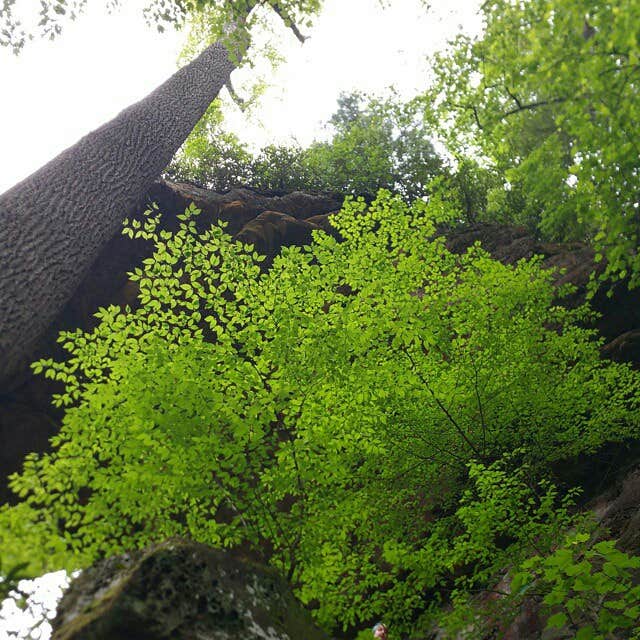 Camper-submitted photo at Moutardier near Horse Cave, KY
