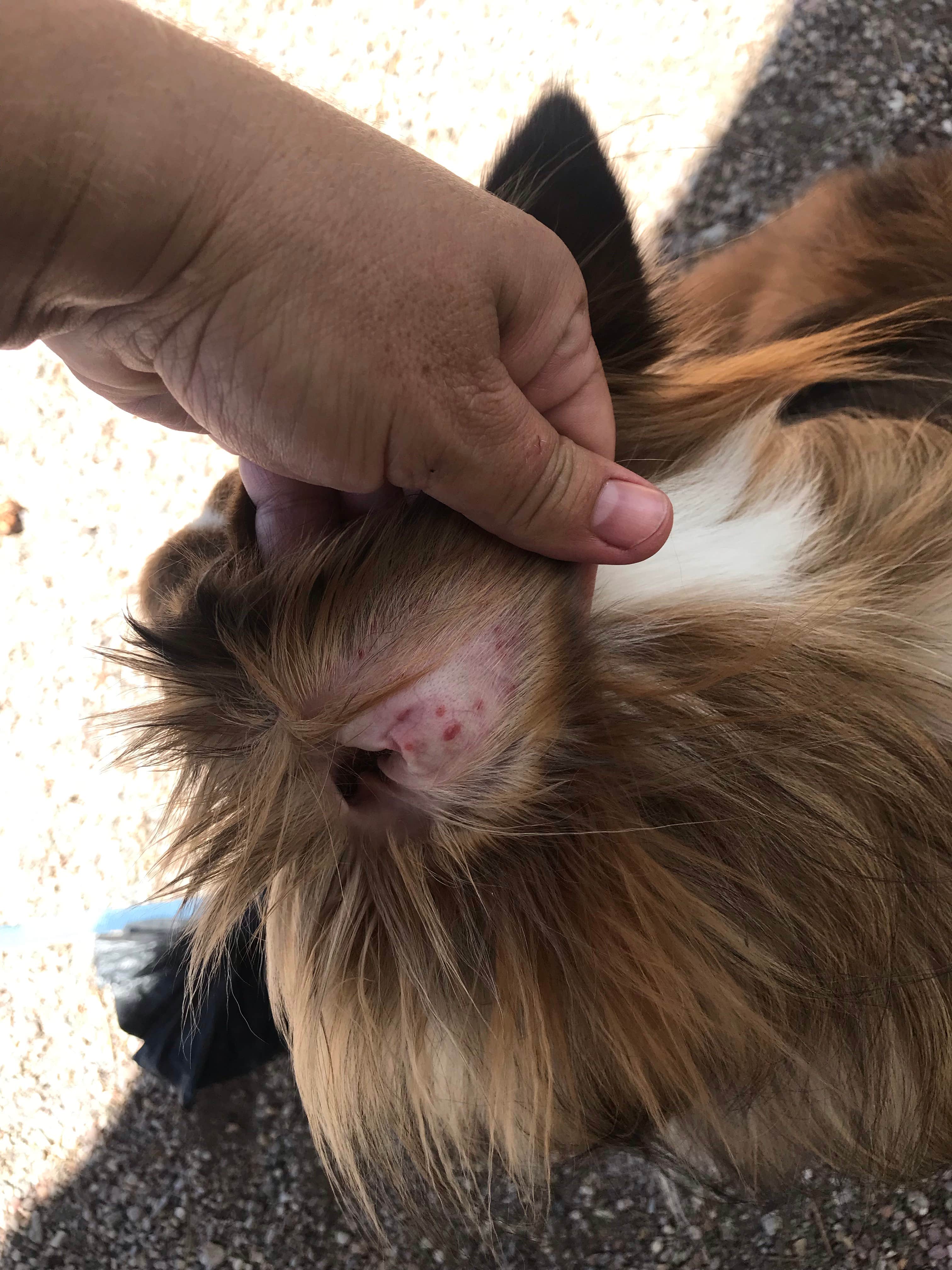 Camper-submitted photo at North Campground — Echo Canyon State Park near Panaca, NV