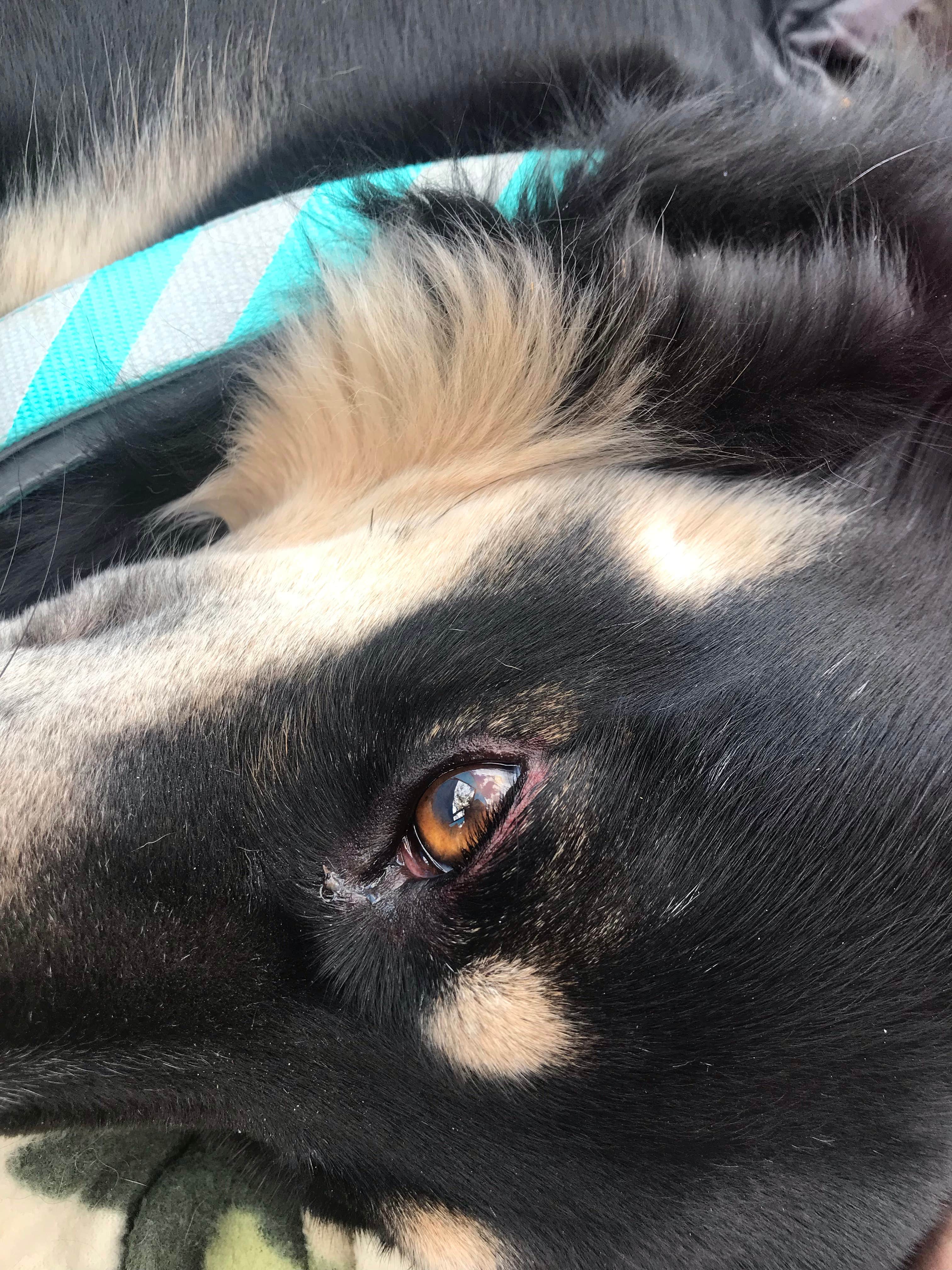 Camping near Mathews Canyon Dam: North Campground — Echo Canyon State Park, Pioche, Nevada