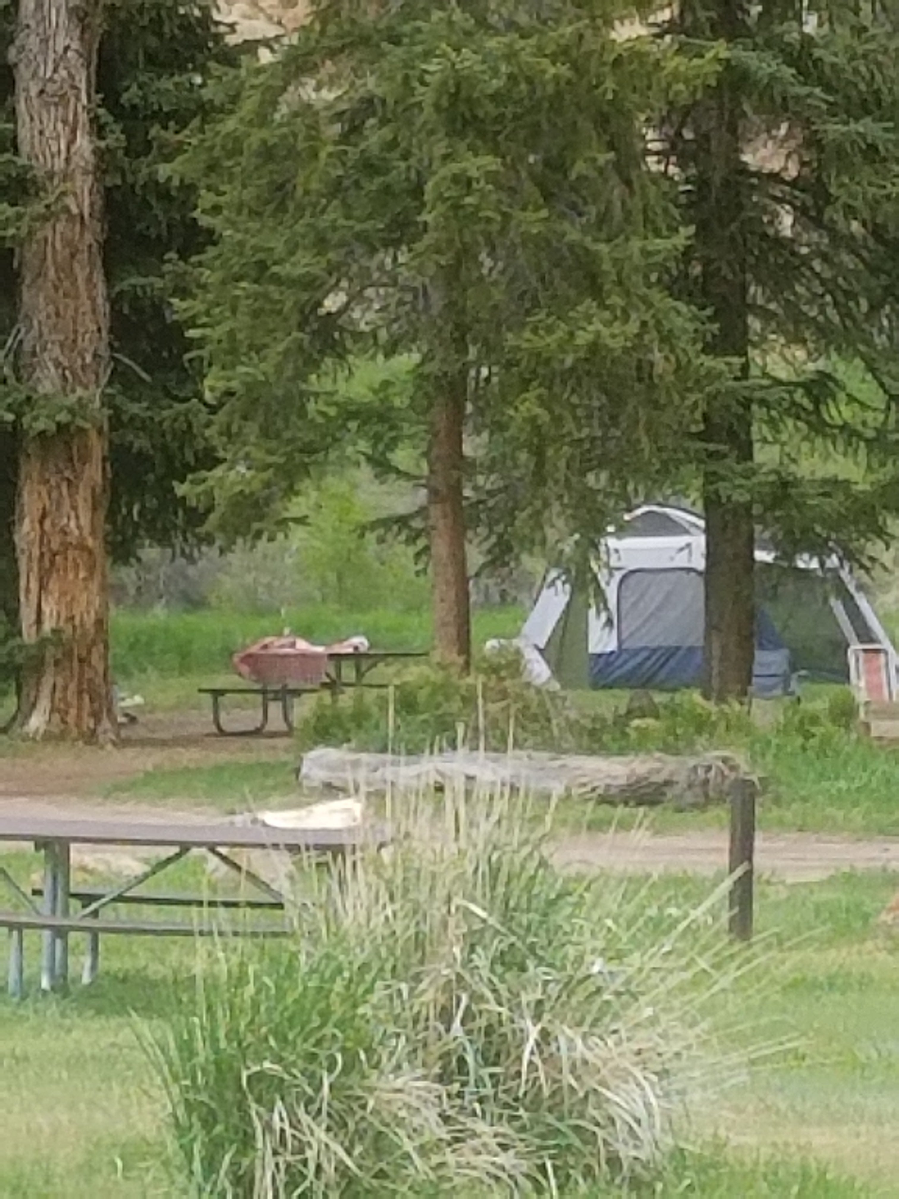 Camper submitted image from Carmel Campground - Ashley National Forest - 2