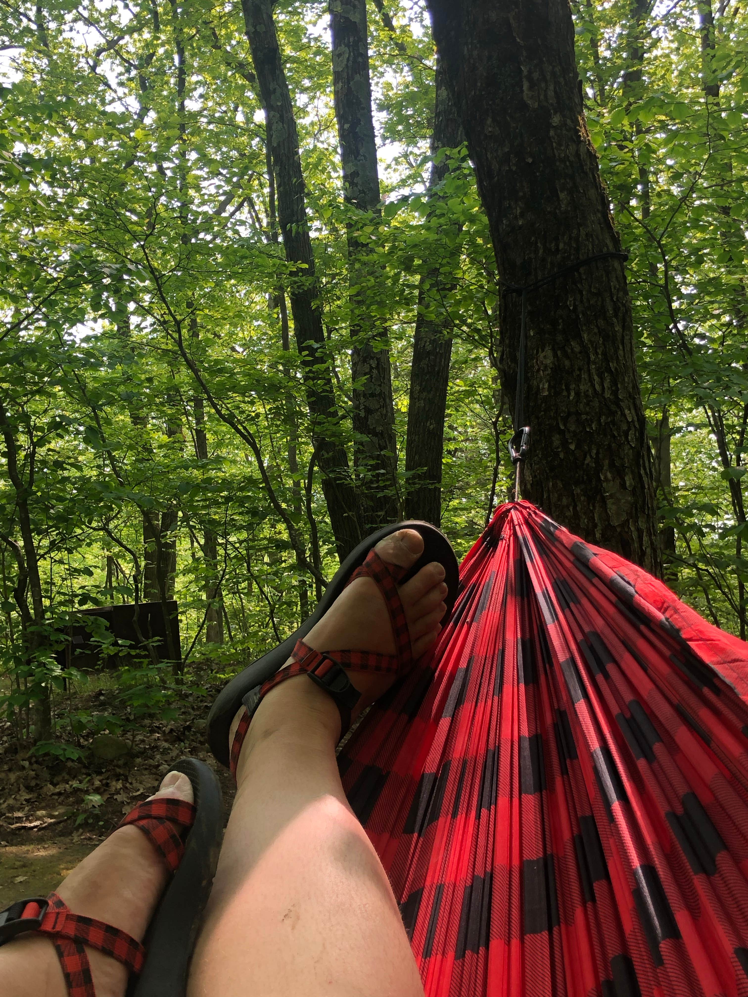 Camper submitted image from Beartown State Forest Campground - 5