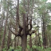 Review photo of Mora Campground — Olympic National Park by Jerry S., June 17, 2019