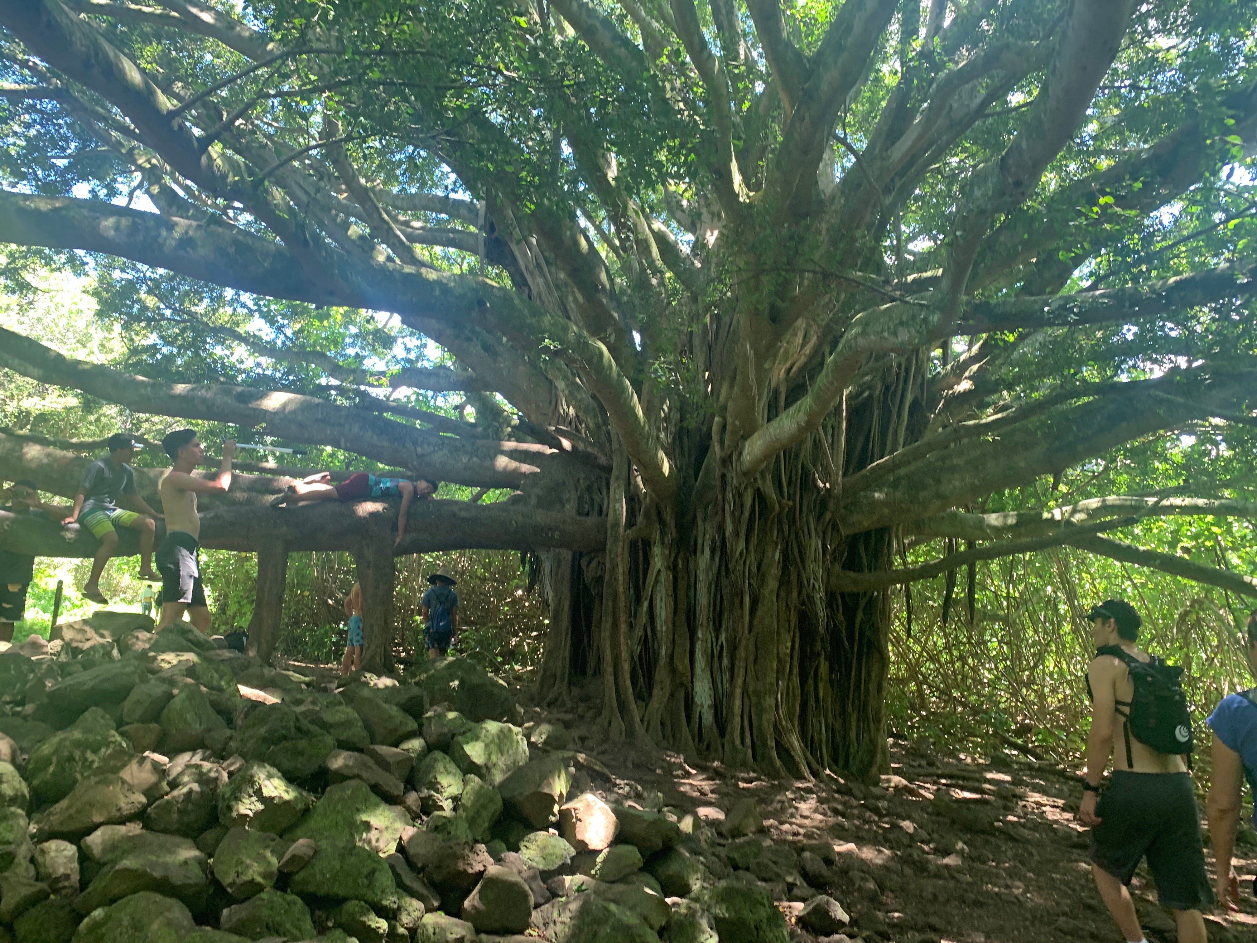old banyan tree along the trail