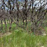 Review photo of Cheyenne Mountain State Park Campground by Joyce H., June 18, 2019