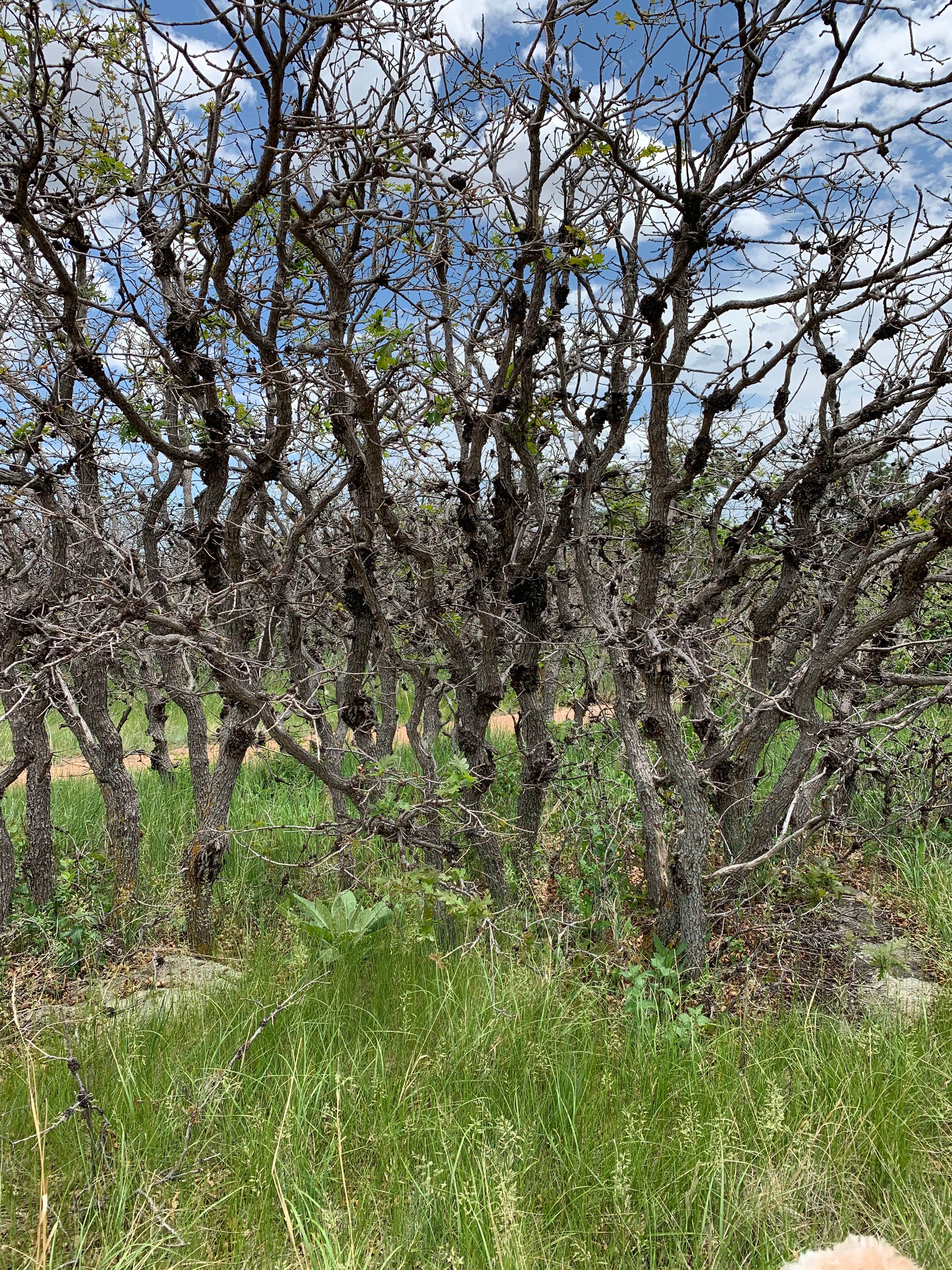 Camper submitted image from The Meadows Campground — Cheyenne Mountain State Park - 1