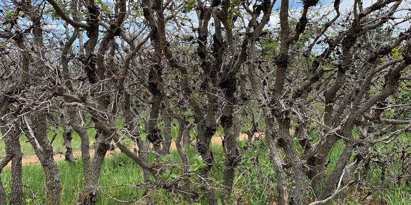 Camper submitted image from The Meadows Campground — Cheyenne Mountain State Park