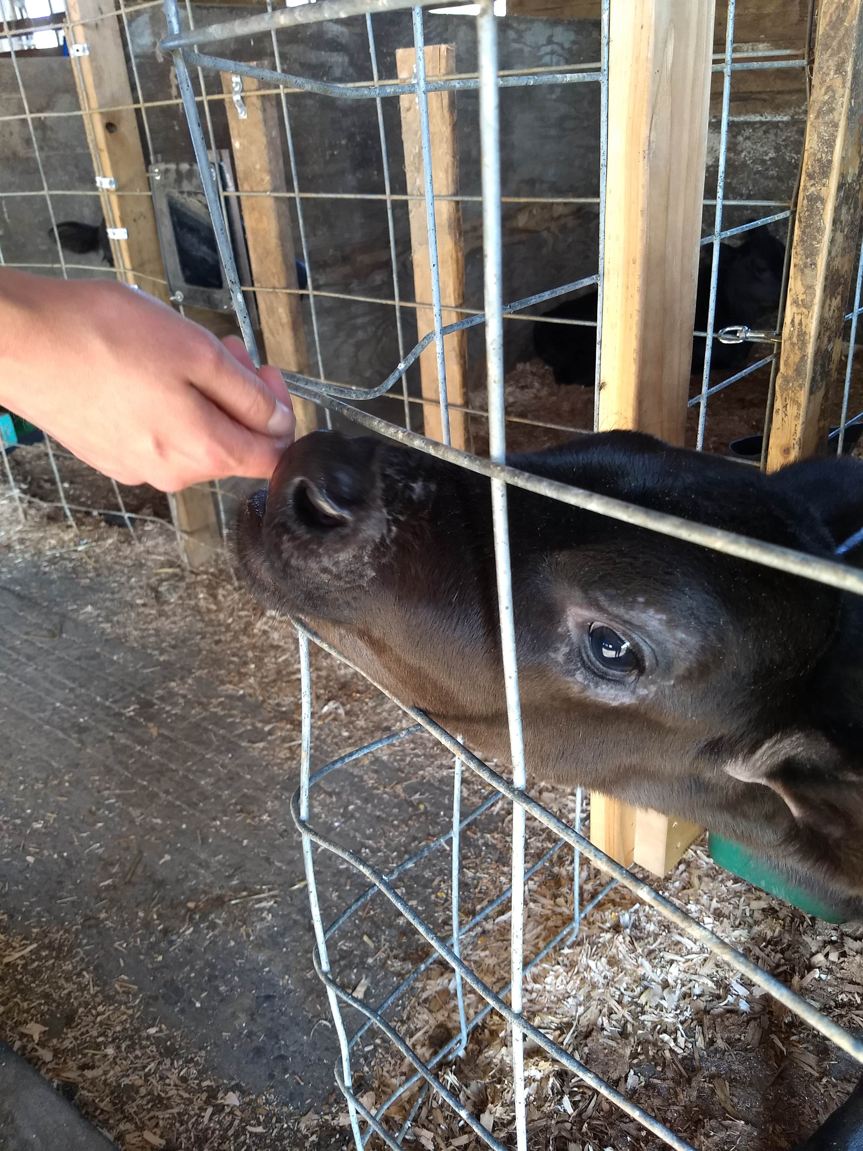 Danielle S.'s photo of camping with pets at Oostema Farmstead near Bellingham, WA