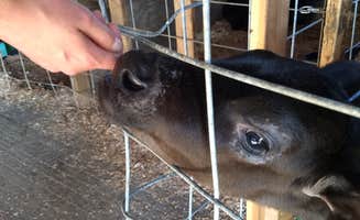 Danielle S.'s photo of camping with pets at Oostema Farmstead near Ferndale, WA