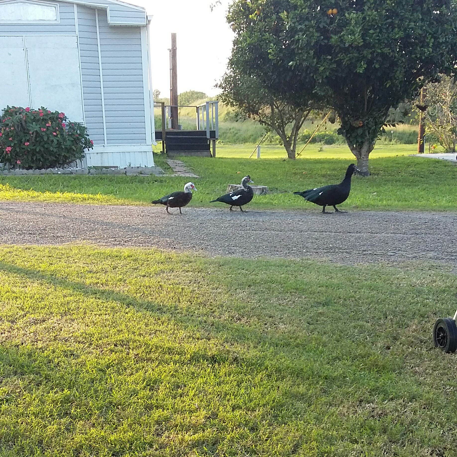 Camper-submitted photo at Rod and Reel RV Court near Brownsville, TX