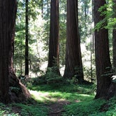 Review photo of Henry Cowell Redwoods State Park Campground by J V., June 18, 2019