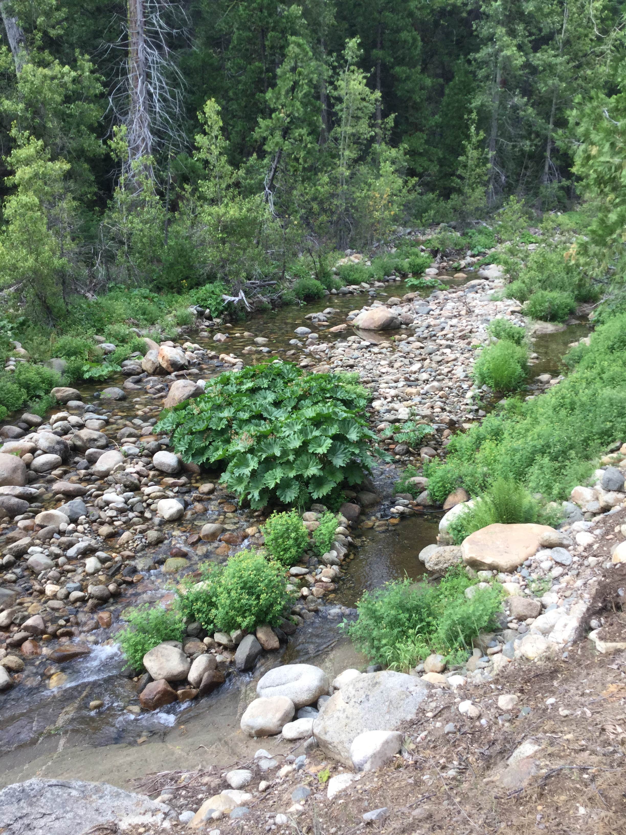 Camper submitted image from Middle Fork Cosumnes Campground - 4