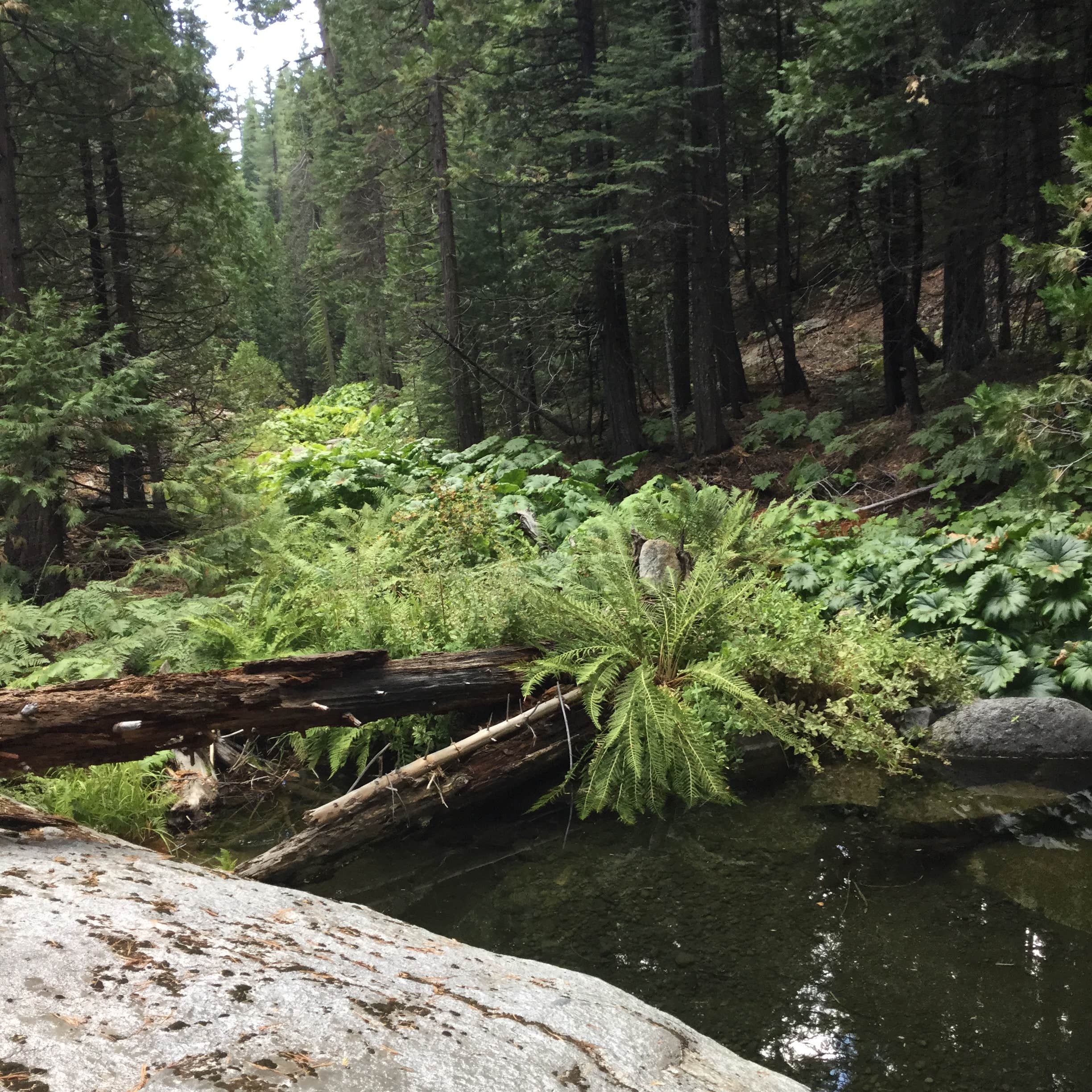 Escape to Paradise: Unveiling the Magic of Middle Fork Cosumnes River Campground