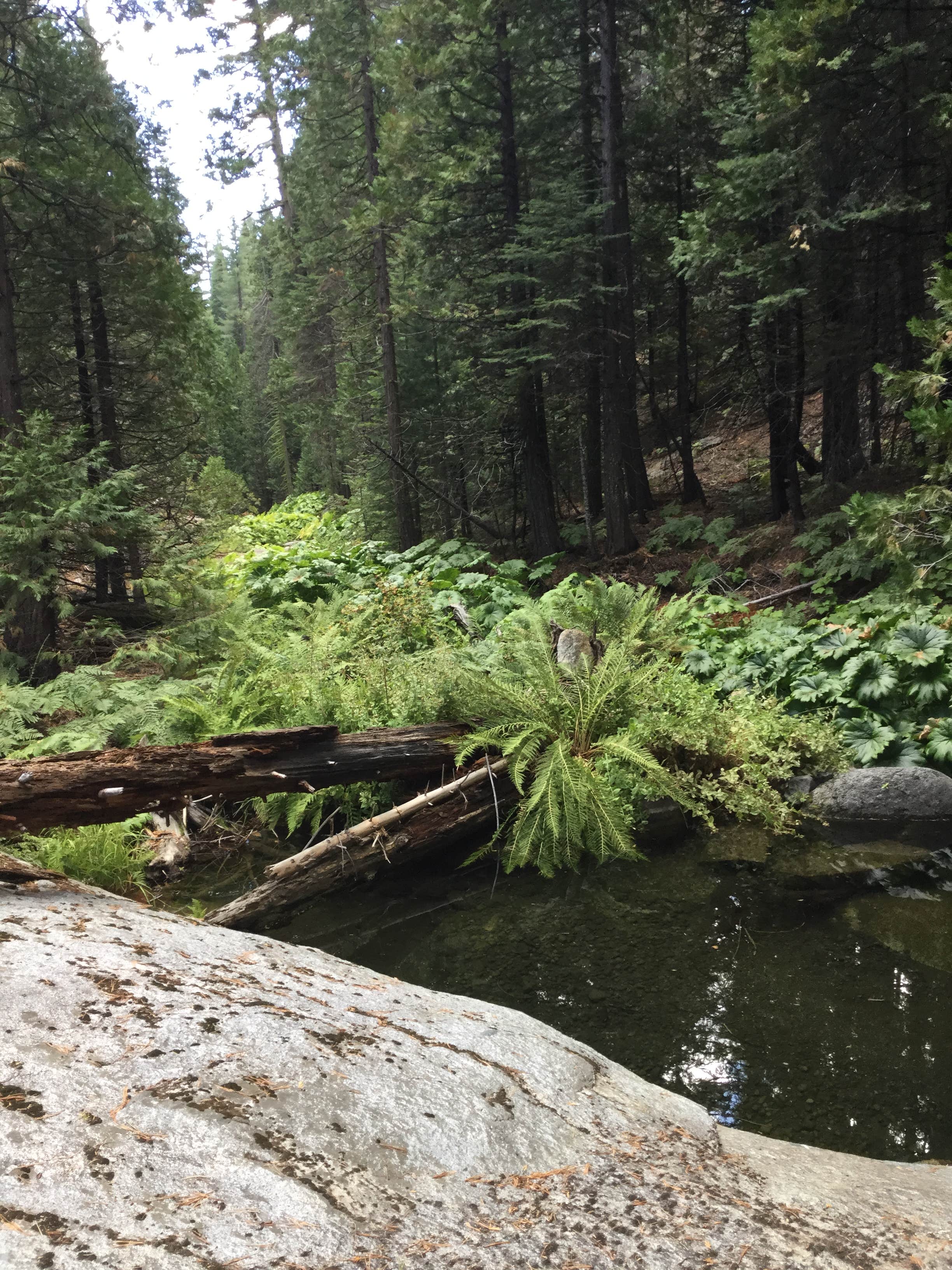 Camper submitted image from Middle Fork Cosumnes Campground - 2