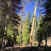 Review photo of Middle Fork Cosumnes Campground by Stephen K., June 18, 2019