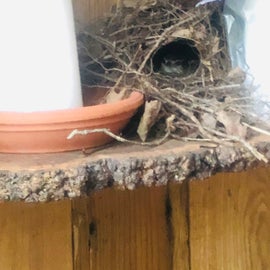 The occupied birds nest